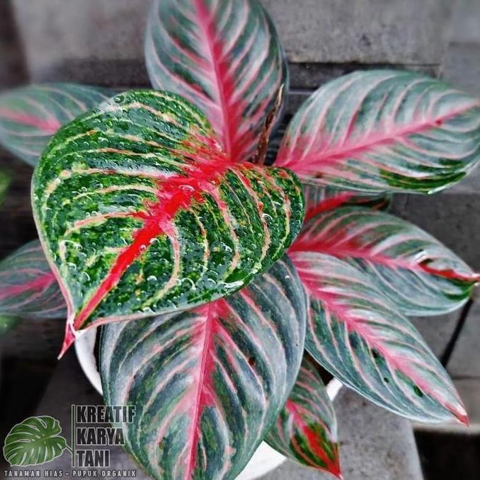 Silvergarden- Tanaman Hias Aglonema Red Borju - Aglonema Red Borju