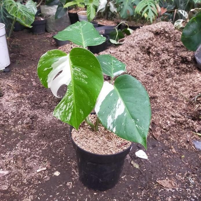 tanaman monstera varigata ekonomis