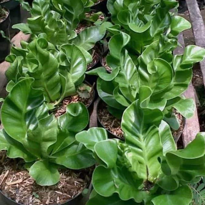 tanaman hias kadaka lasagna atau kadaka cobra