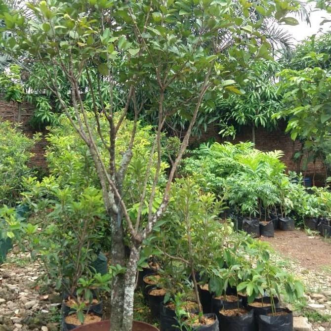 Pohon Buah Rambutan Binjai Sudah Berbuah Dan Batang Lebih Besar