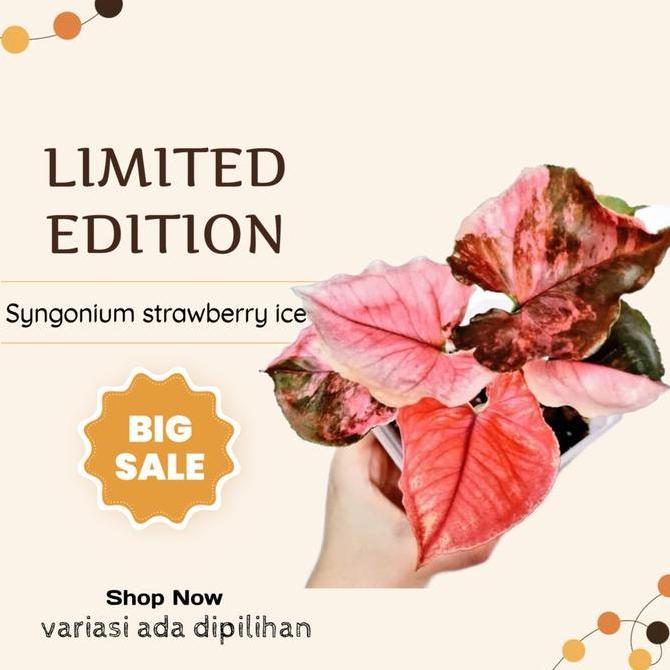 Tanaman hias Syngonium Strawberry Ice ORIGINAL Stroberi ice Variegata