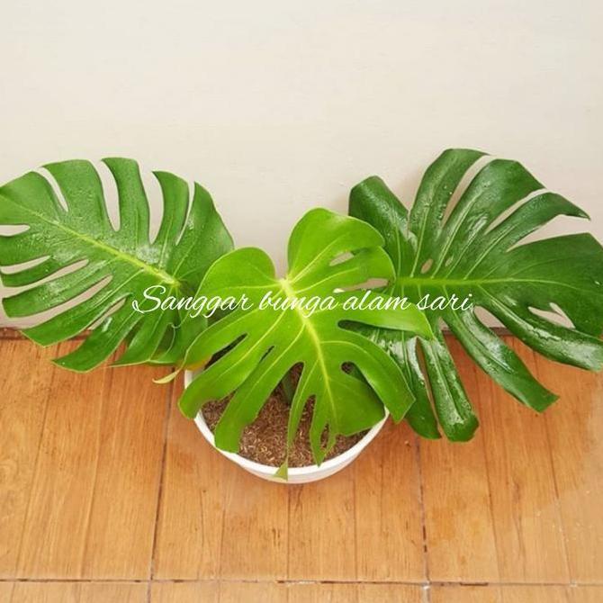 TANAMAN HIAS MONSTERA DELICOSA / BRAZIL + POT PUTI