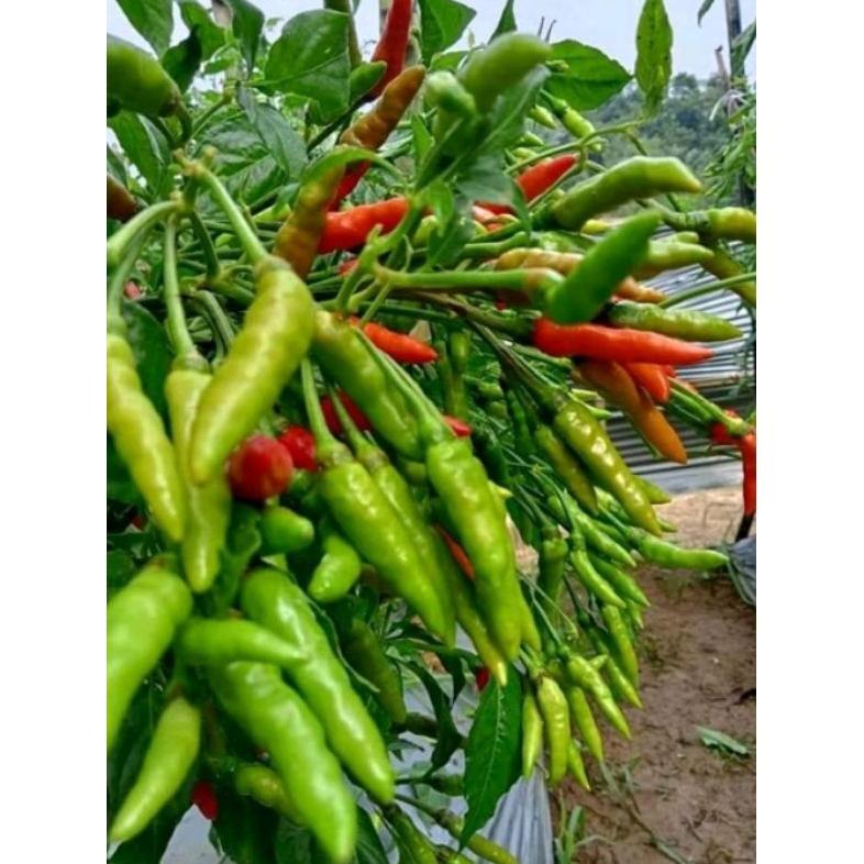 500 BENIH UNGGUL CABE RAWIT ORION HIJAU TAHAN VIRUS