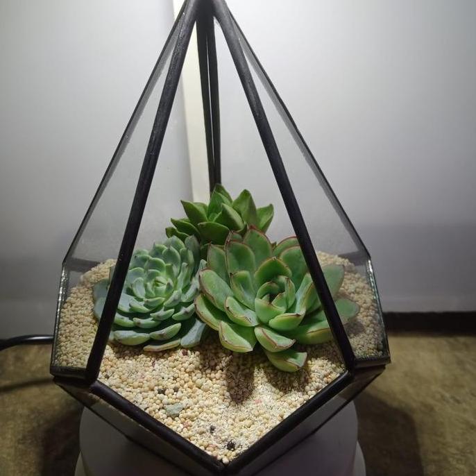 Ready Piramidies - Terrarium Kaktus - Terarium - (DIY) KIT Terrarium