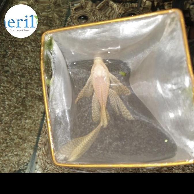 Albino Brushmouth Slayer pleco size Indukan muda 8-10cm, Satu Pasang / sapu pleco Jantan dan Betina 