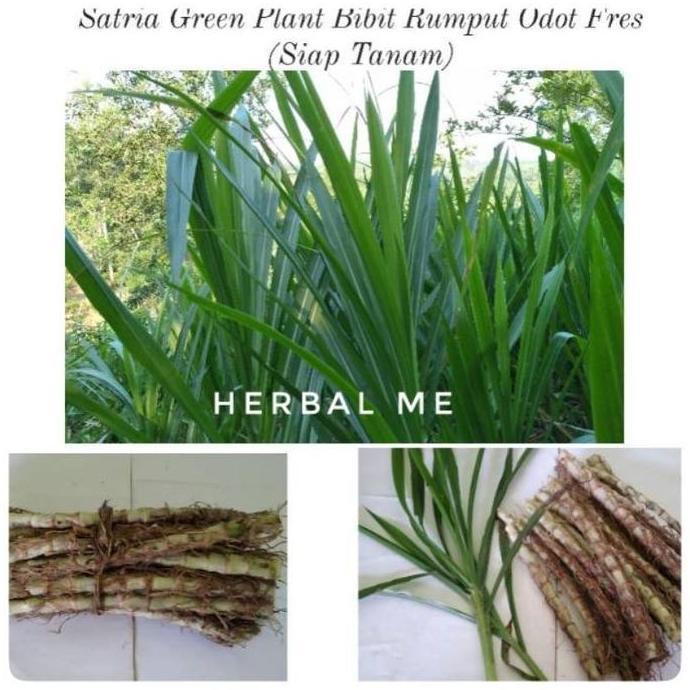 COD Bibit Odot / Bibit Rumput Odot / Rumput Odot Pakan Ternak / Pakan Hewan Ternak