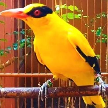 TERBARU burung kepodang emas  B a l i / kepodang emas besar pilihan PROMO
