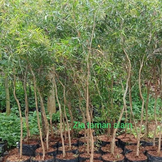 Pohon hias kayu putih tinggi 2meter