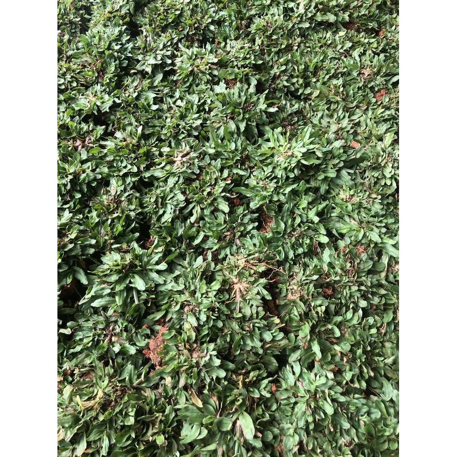 rumput gajah mini 1 meter