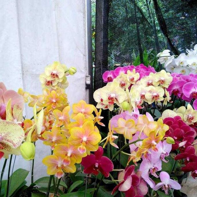 pohon anggrek bulan.