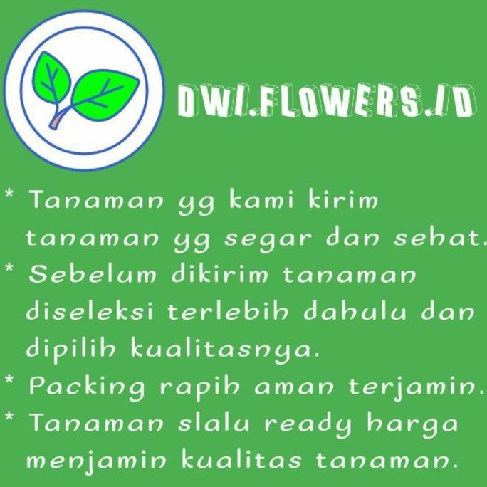 Tanaman Hias Kadaka Tanduk Rusa Tanaman Gantung Tanduk Rusa Kadaka