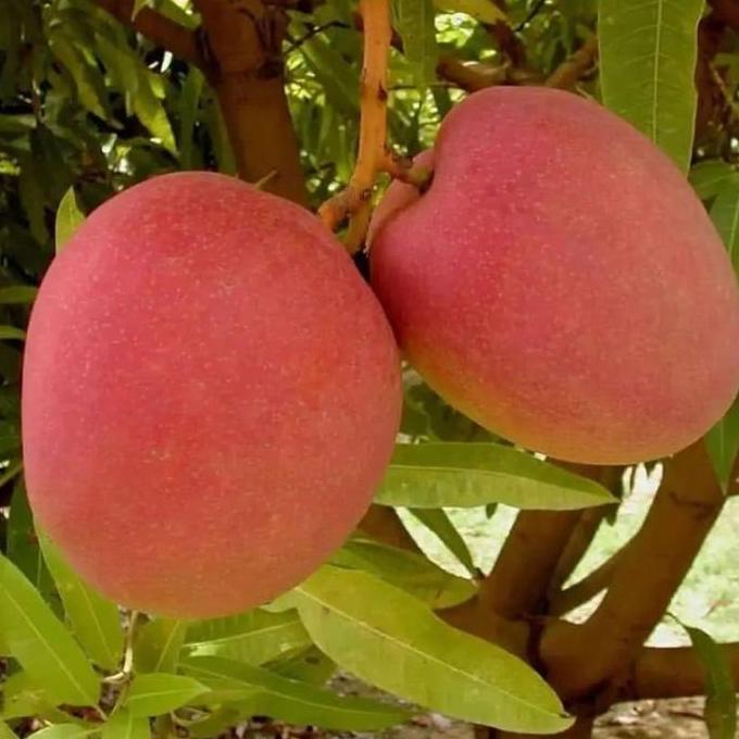 Bibit tanaman Mangga Miyazaki Original