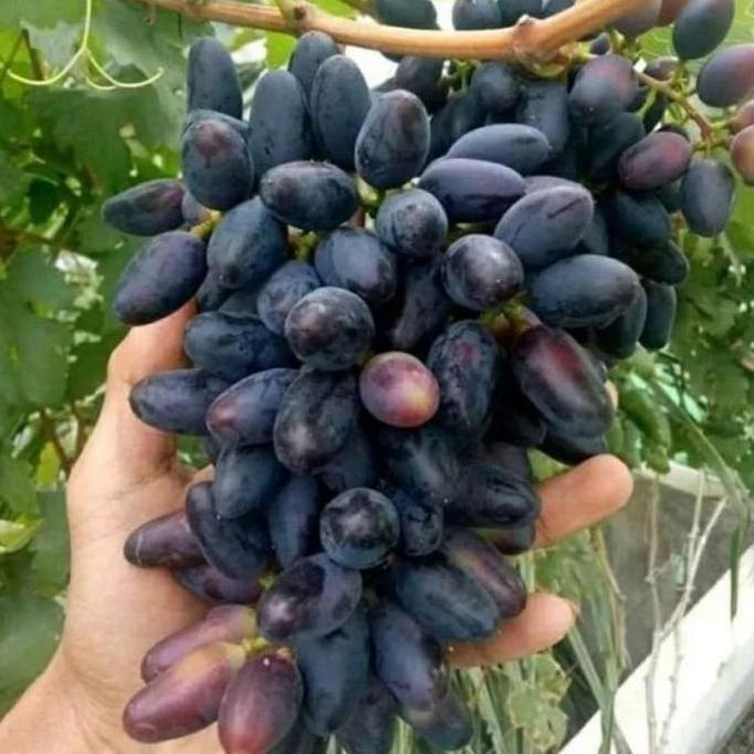 Bibit Tanaman Anggur Import Siap Berbuah Lebat