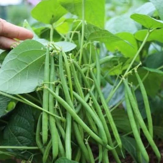 Benih Buncis Tegak Buncis Kenya Buncis Gypsi