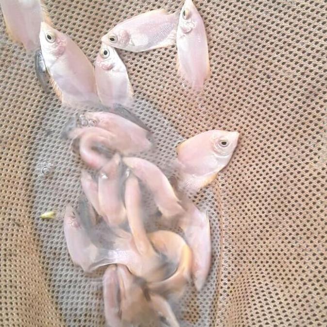 GURAME PADANG BIBIT. SIZE JEMPOL.