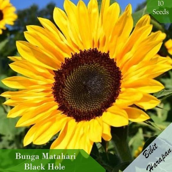 Bibit Benih Biji Bunga Matahari Black Hole Sun Flower Bibit Unggul valid