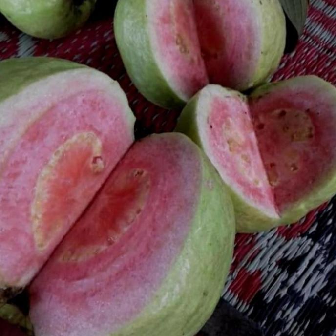 fresh cangkok jambu kristal merah