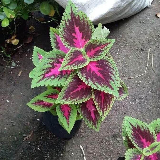 tanaman hias miyana / kembang miyana