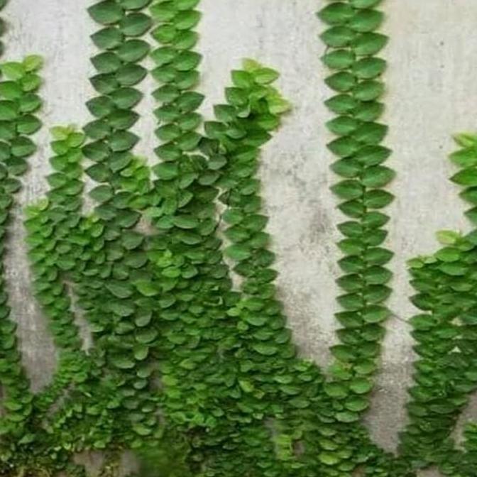 Bibit Tanaman hias dollar daun besar,jumbo/dolar rambat dinding tembok