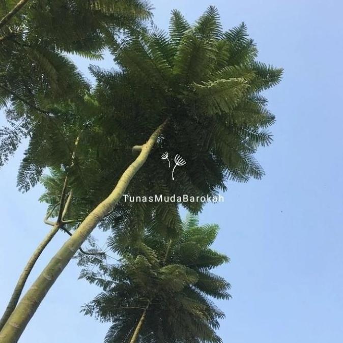 Benih pakis brazil solobium / biji pakis brazil