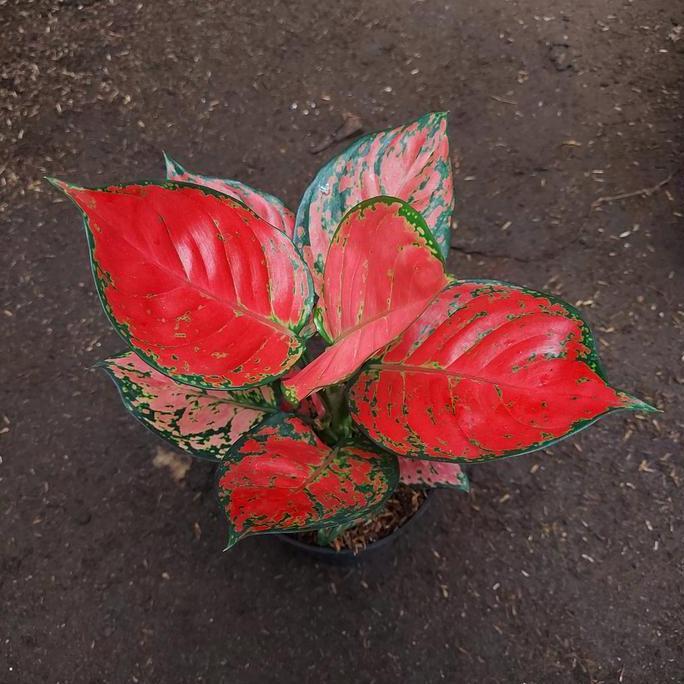 Grdwill- Aglonema Red Anjamani Lokal Dewasa Daun 8 9