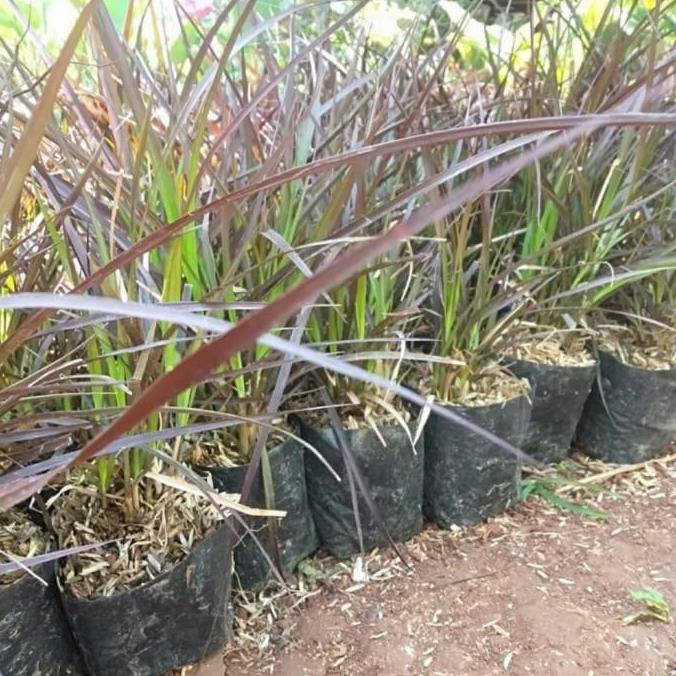 tanaman hias alang alang merah - pohon alang alang merah