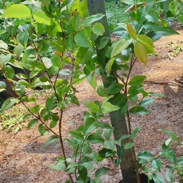 Jaboticaba Preco or Anggur Brazil Genjah Hybrid