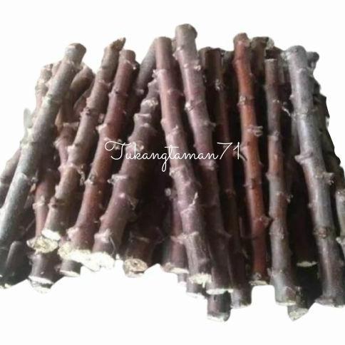 Bibit pohon Singkong mentega singkong kuning isi 17 Batang plus bonus