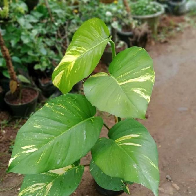 tanaman sirih gading giant/sirih gading daun besar/sirih gading jumbo