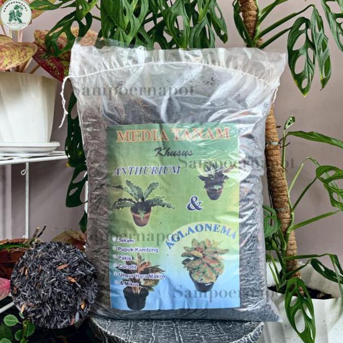 Grdwill- Media Tanam Organik Khusus Anthurium Aglaonema Siap Pakai - Aglaonema