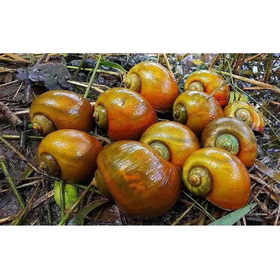 Keong Sawah ( Keong Sawah ) 500 Gram