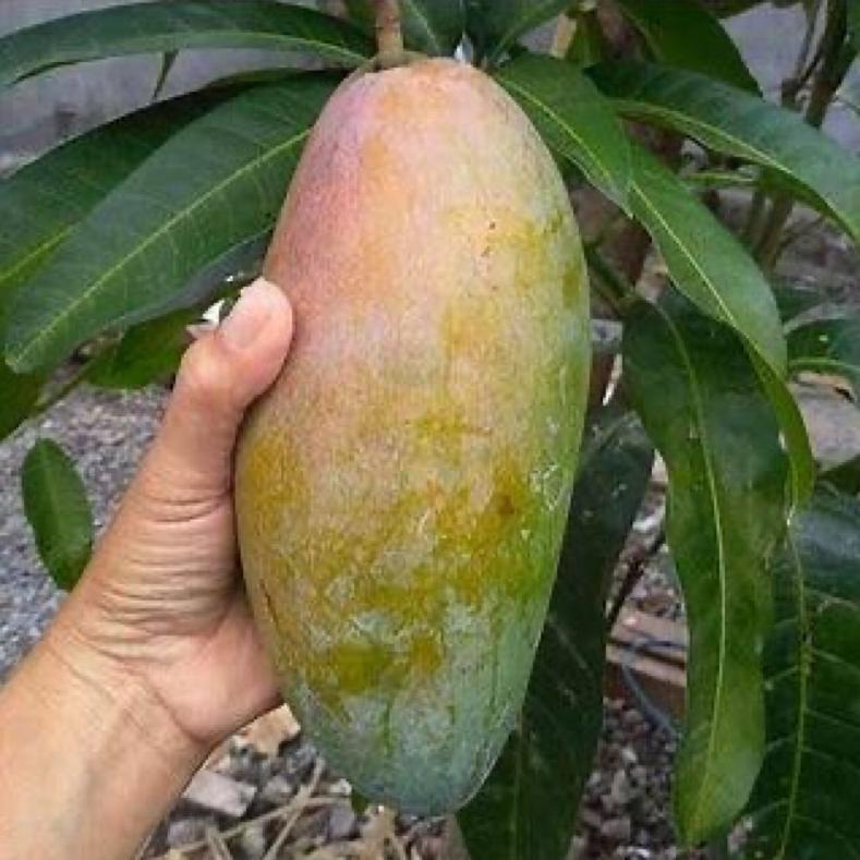RB Mangga Kiojay Thailand Rujak Fresh