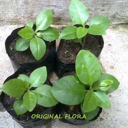 Bibit Daun Binahong Bibit Binahong Pohon Binahong Anredera cordifolia