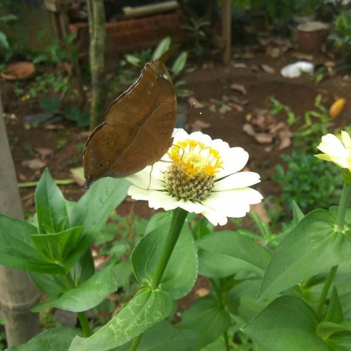 tanaman hias-bunga zinnia-bunga kertas