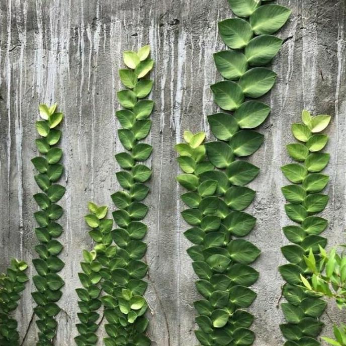Bibit Tanaman hias dollar daun besar,jumbo/dolar rambat dinding tembok