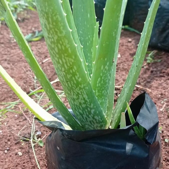 bibit lidah buaya pontianak jumbo