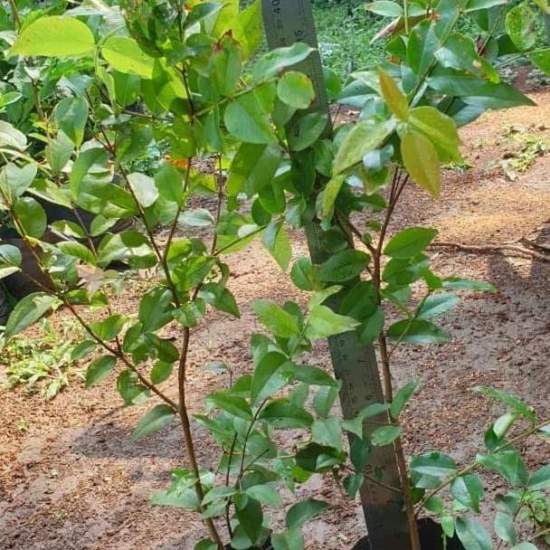 Jaboticaba Preco or Anggur Brazil Genjah Hybrid