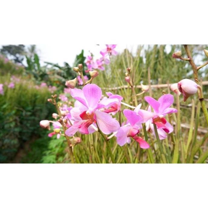 Anggrek Vanda Douglas Dewasa