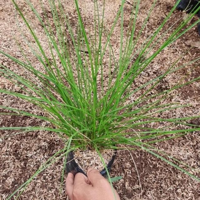 Tanaman ekor kuda - alang alang buntut kuda - love gress
