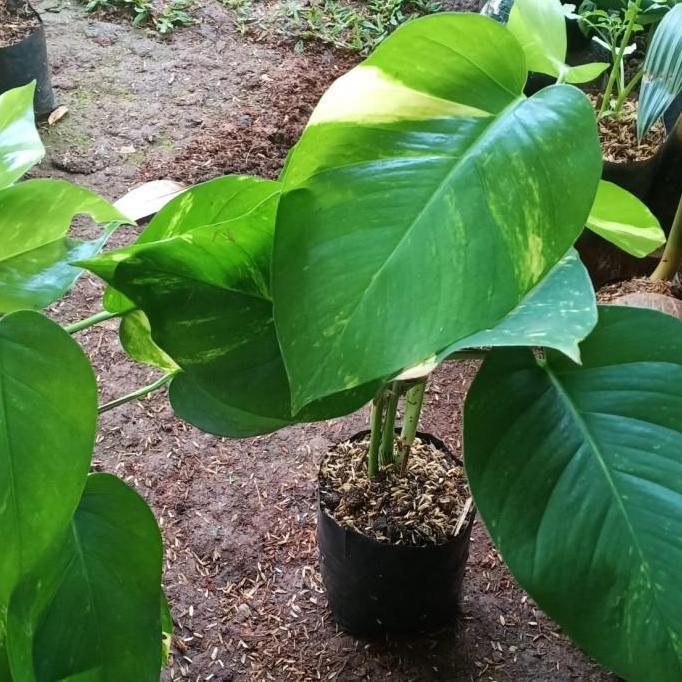 Tanaman Sirih Gading Daun Besar - Sirih Gading Jumbo