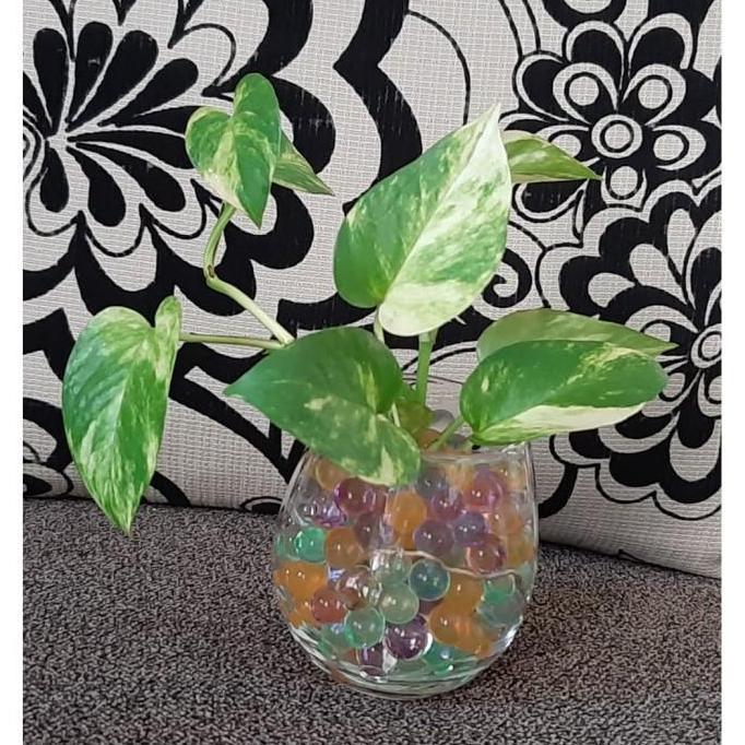 Tanaman air pot kaca