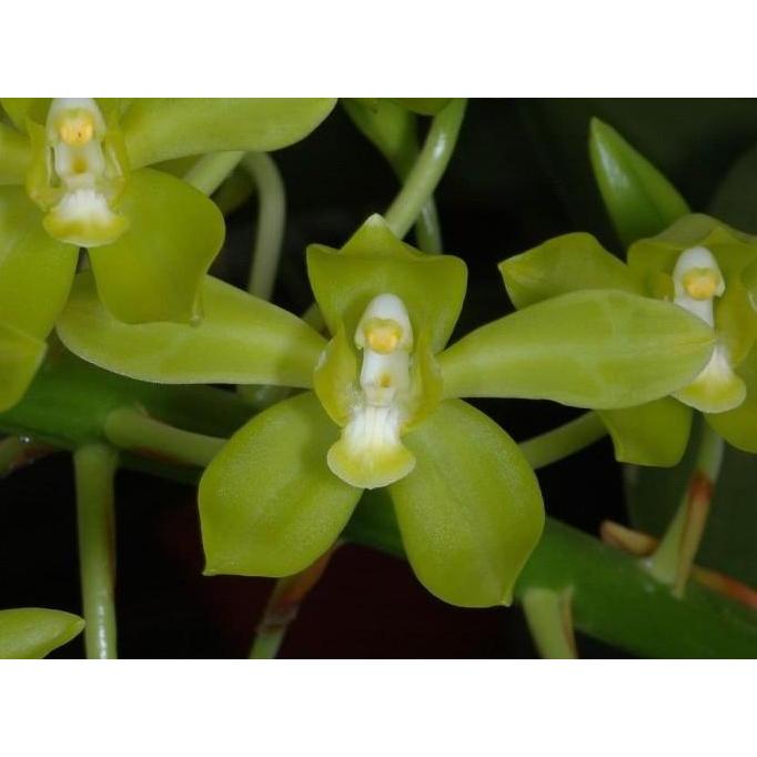 Seedling Anggrek Grammatophyllum Citrinum