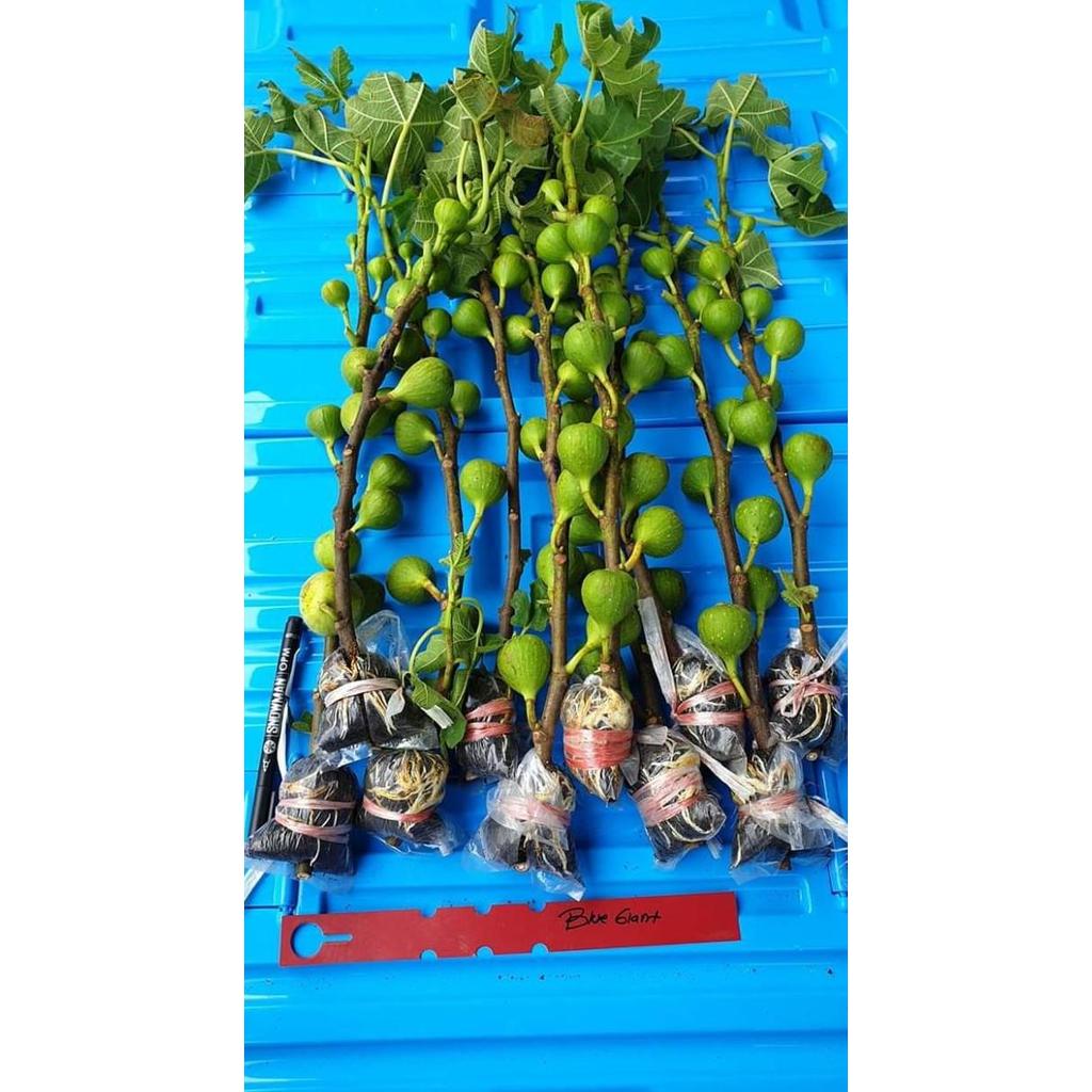 Bibit Buah Tin Fresh Cangkok Sudah Berbuah