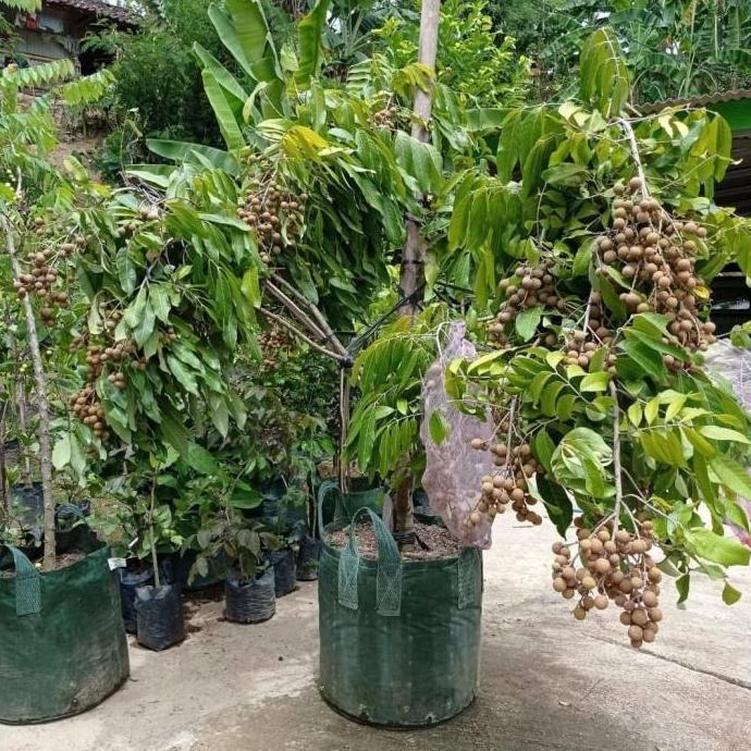 bibit kelengkeng itoh super