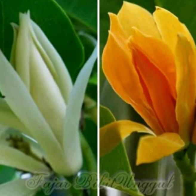 Paket isi 4 pohon bibit bunga kantil