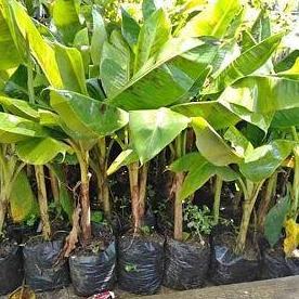 Bibit Tanaman Pisang Sunpride
