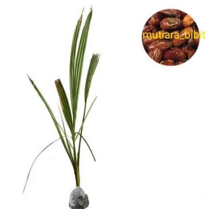 bibit kurma ajwa kultur jaringan