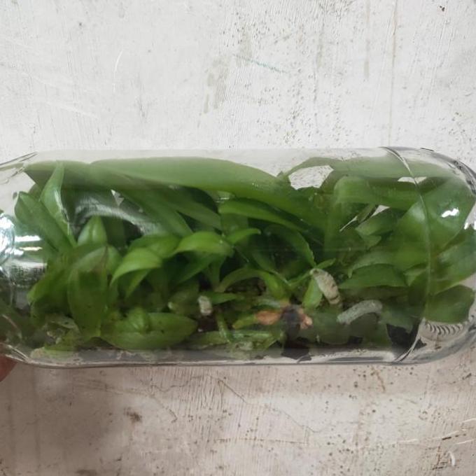 Bibit Botol Anggrek Bulan atau Phalaenopsis hybrid