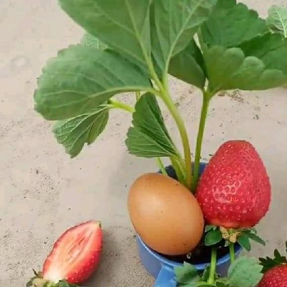 Bibit Strawberry Juba ( Original Jumbo x Bali )