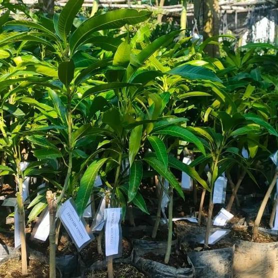 Bibit mangga miyazaki asli